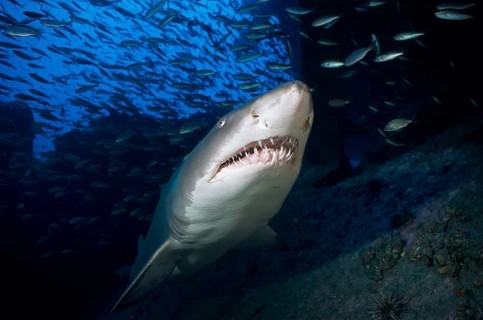 Sand tiger shark