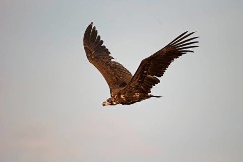 Cinereous vulture
