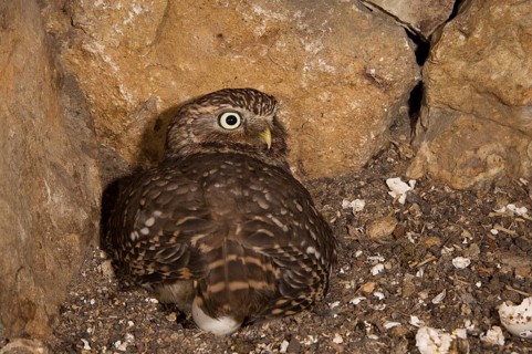 Little owl