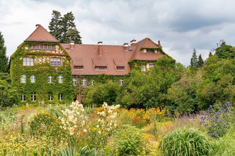 House overgrown with wine and blooming summer flowers