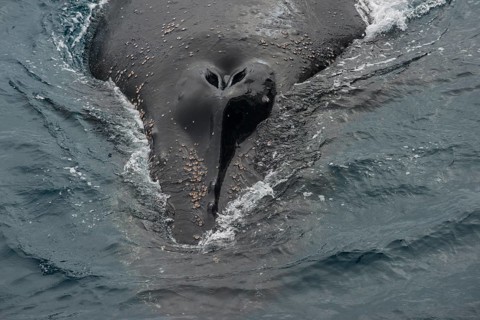 Humpback whale