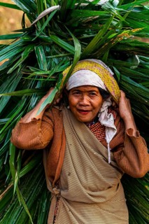 Tribal khasi woman carrying a huge palm leaf