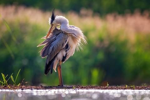 Grey heron