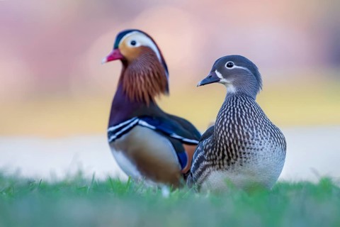 Mandarin duck