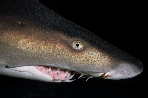 Sand tiger shark