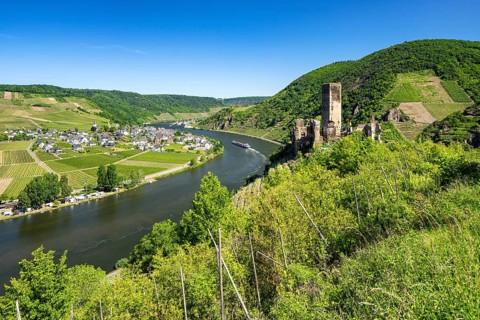 Metternich castle ruin on the Moselle river surrounded by vineyards