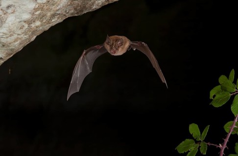 Greater horseshoe bats