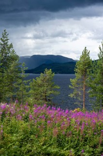 Blooming purple flowers on the shore of lake Tyrifjord