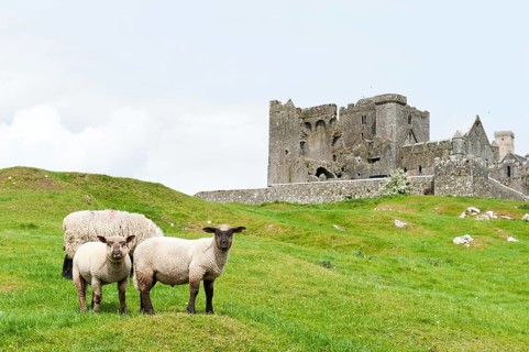 Grazing land for sheep