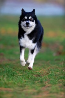 Alaskan Malamute