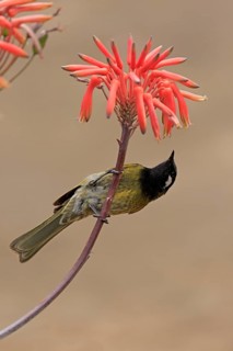 Black-throated Honeyeater