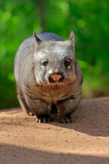 Southern hairy-nosed wombat