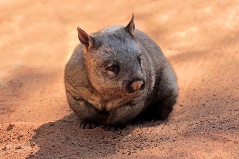 Southern hairy-nosed wombat