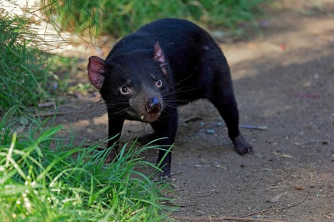 Tasmanian devil