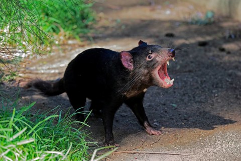 Tasmanian devil