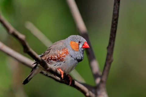 Zebra finch