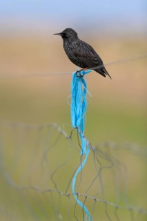 Starling