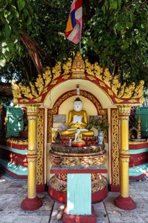 Buddha statues around a huge tree
