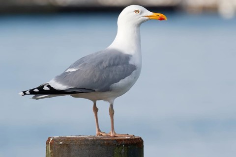 European herring gull