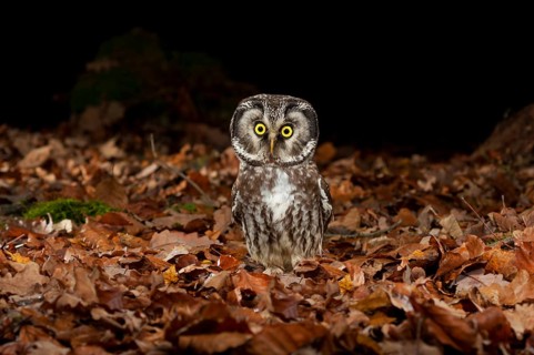Tengmalm's owl