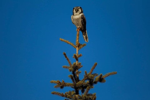 Northern Hawk Owl