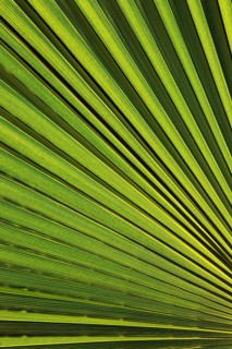 Leaf of a petticoat palm or Washington palm