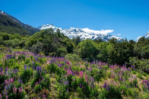 Purple Multileaved Lupines