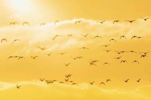 Brent Geese in flight in the Sunrise