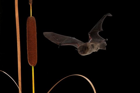 Nathusius's pipistrelle
