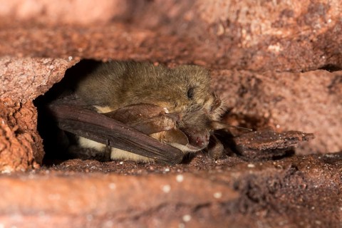 Grey long-eared bat