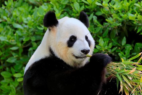 Giant Panda