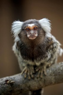 White-tufted marmoset