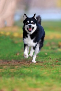 Alaskan Malamute