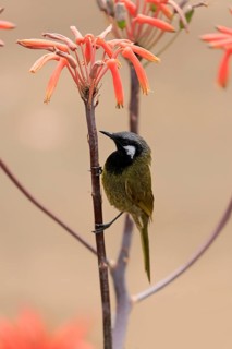 Black-throated Honeyeater