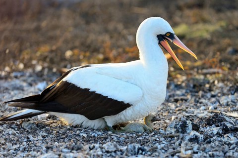Nazca booby