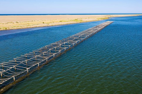 Mussel and oyster farming in the Bahia del Fangar