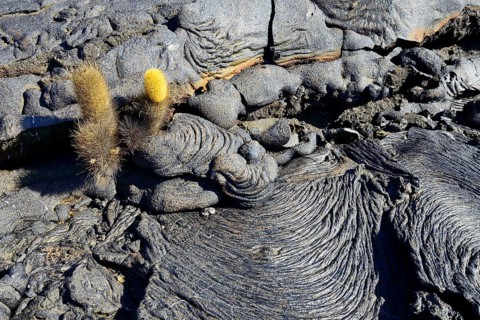 Lava cactus