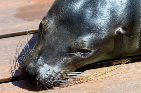 Galapagos sea lion