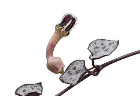 Flower of the candlestick flower