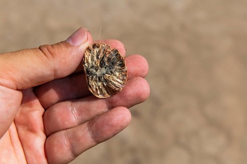 Hand holding a betle nut