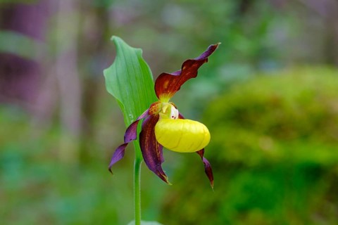 Yellow lady's slipper orchid