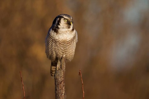 Northern Hawk Owl