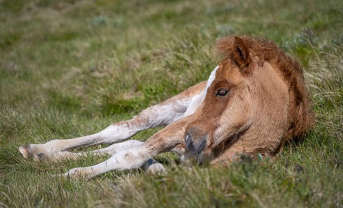 Norwegian fjord horse
