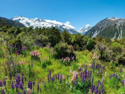 Purple multileaved lupines