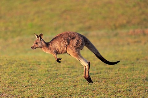 Eastern grey kangaroo
