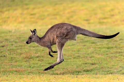 Eastern grey kangaroo