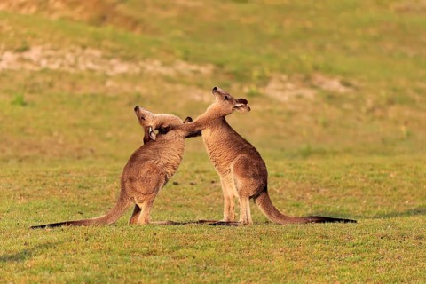 Eastern grey kangaroo