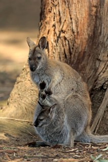 Red-necked wallaby