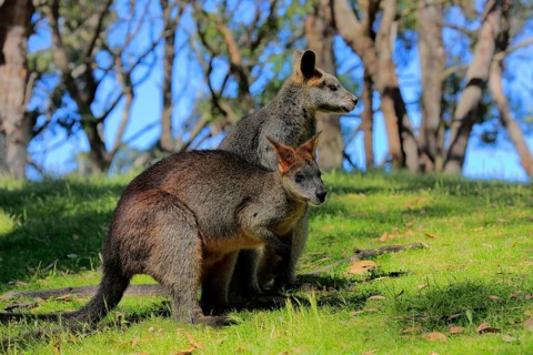 Swamp wallaby