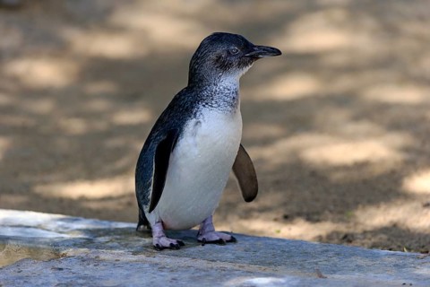 Little penguin